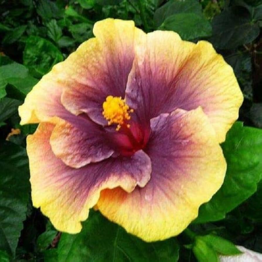 Yellow Purple Hibiscus seeds (giant exotic) sprouting oversized tropical flowers in sunny yellow with deep purple centers, perfect for a bright garden accent